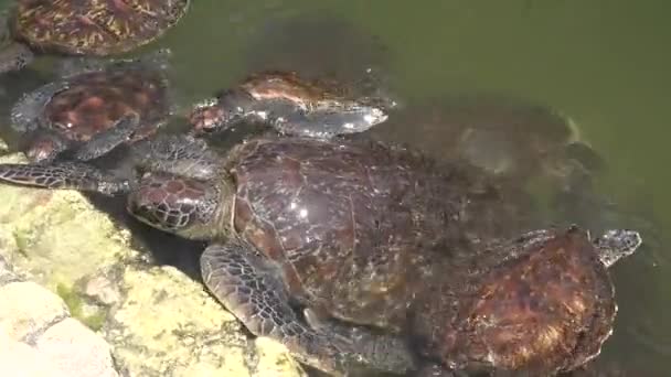 La faune. Une tortue géante mange de l'herbe. — Video