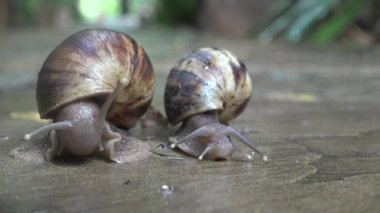 Vahşi yaşam. Yağmurdan sonra asfaltta sürünen bir salyangoz..