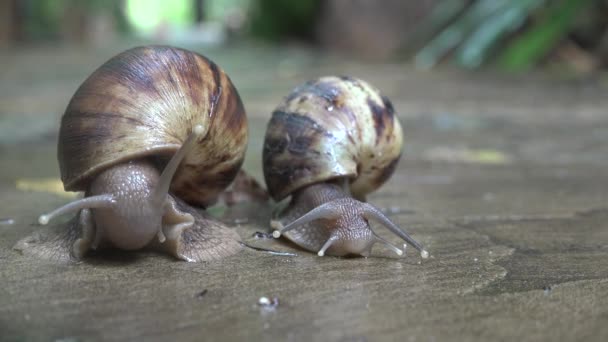 Vida silvestre. Un caracol se arrastra sobre el asfalto después de la lluvia. — Vídeo de stock