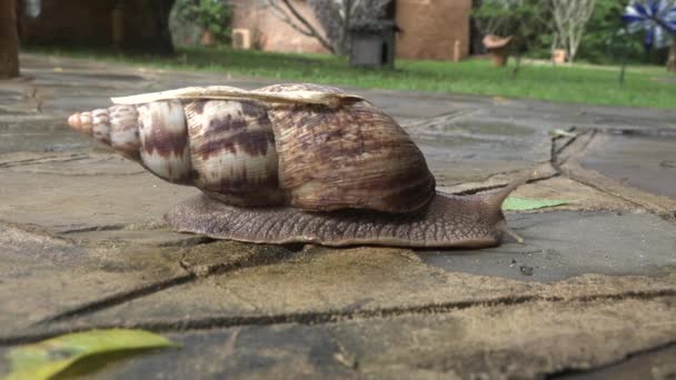 Vida silvestre. Un caracol se arrastra sobre el asfalto después de la lluvia. — Vídeo de stock