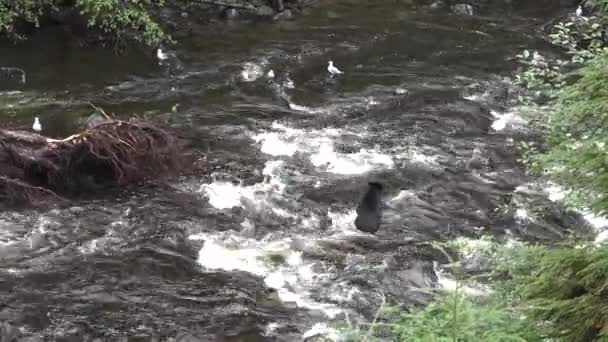 Fauna selvatica. Bear Catching The Salmon. Alaska. Stati Uniti. — Video Stock