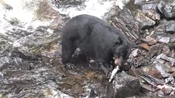 野生动物。熊捕捉鲑鱼。阿拉斯加。美国. — 图库视频影像