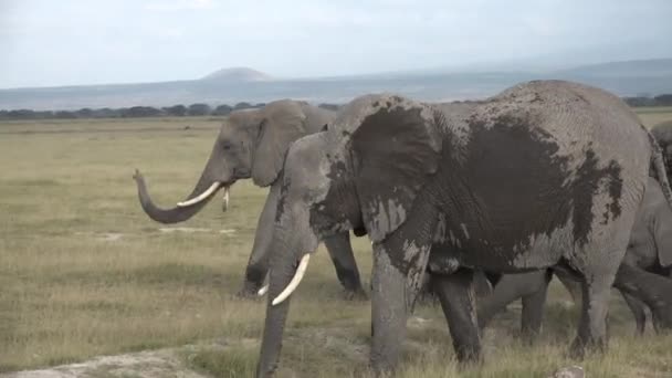 ¡África! El elefante camina por la sabana y come hierba. — Vídeo de stock