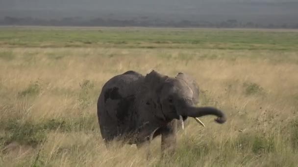 Afrika. Slon chodí po savaně a jí trávu. — Stock video