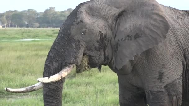 Afrika. De olifant loopt over de savanne en eet gras.. — Stockvideo