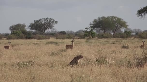Africa. Kenya. Ghepardi nella savana africana. — Video Stock