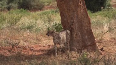 Afrika. Kenya. Afrika bozkırlarındaki çitalar..