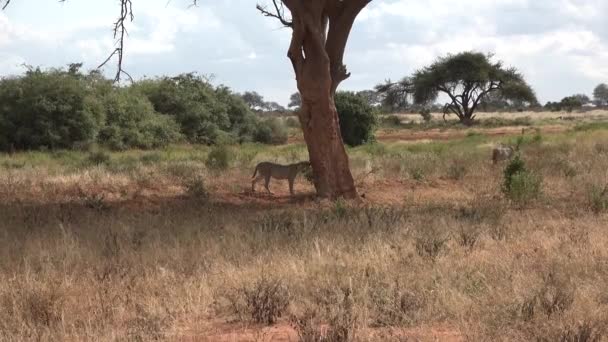Αφρική. Κένυα. Cheetahs στην αφρικανική σαβάνα. — Αρχείο Βίντεο
