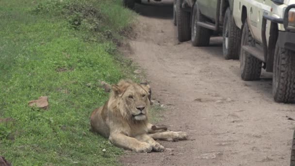 Safari. Wildtiere. Afrika. Löwen in der Savanne. — Stockvideo