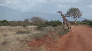 Kenya. Afrika savanasındaki zürafalar ağaçlarda yaprak yerler..