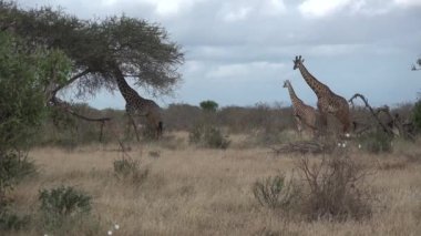Kenya. Afrika savanasındaki zürafalar ağaçlarda yaprak yerler..