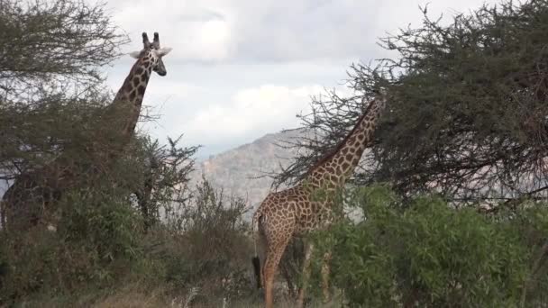 Kenyában. A zsiráfok az afrikai szavannában leveleket esznek a fákon.. — Stock videók