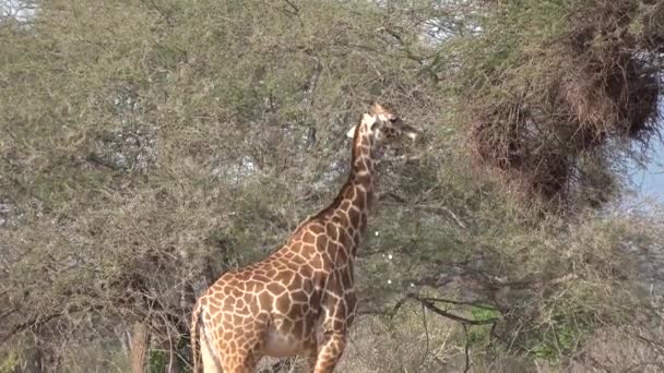 Quênia. Girafas na savana africana comem folhas em árvores. — Vídeo de Stock