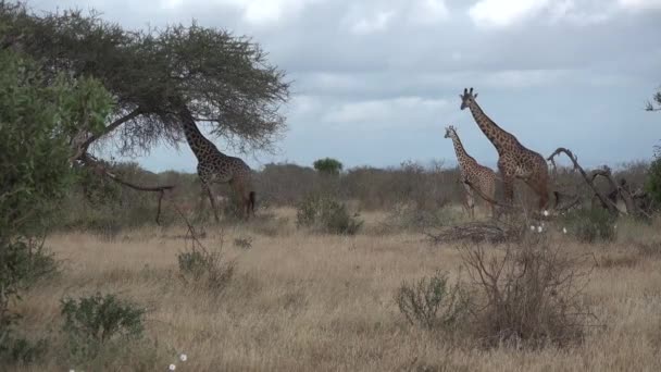 Kenya. Le giraffe della savana africana mangiano foglie sugli alberi. — Video Stock