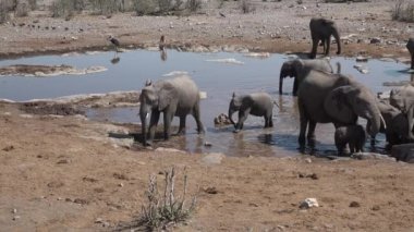 Vahşi yaşam. Afrika 'da Safari. Bir fil sürüsü gölette su içer..