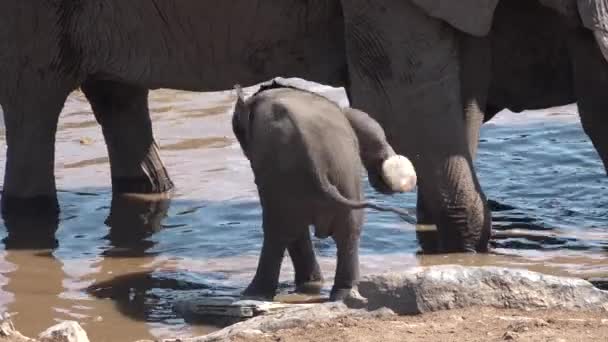 Vida silvestre. Safari en África. Una manada de elefantes bebe agua en un estanque. — Vídeos de Stock