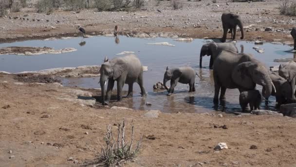 Djurliv. Safari i Afrika. En flock elefanter dricker vatten i en damm.. — Stockvideo