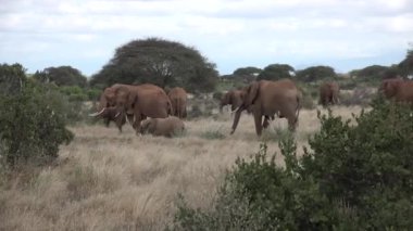 Afrika 'da Safari. Kenya Ulusal Parkı 'nda filler