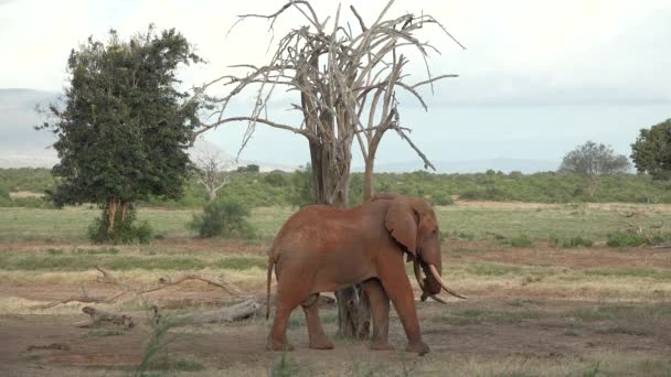 Safari en África. Elefantes en el Parque Nacional de Kenia — Vídeos de Stock