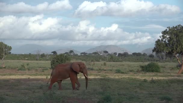 아프리카의 사파리. 케냐 국립 공원의 코끼리들 — 비디오