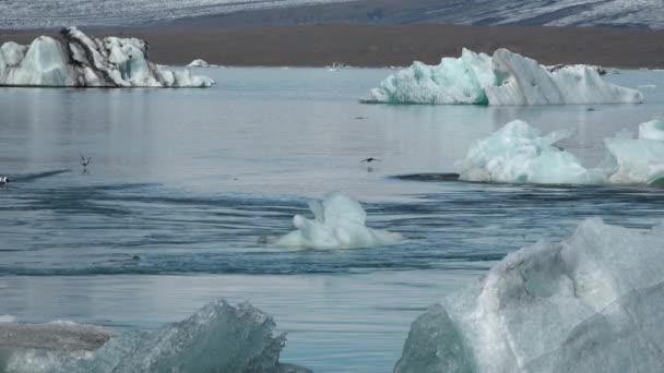 Исландия. Ледниковая лагуна. Айсберги образовались в результате таяния ледника. — стоковое видео
