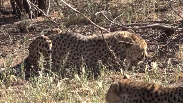 Un guepardo comiendo carne de un hueso. Cheetah después de la cacería. Sabana de Namibia. — Vídeos de Stock