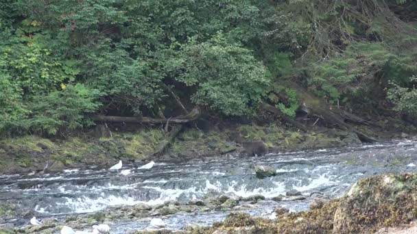 Les ours chassent le saumon dans une rivière de montagne en Alaska. — Video