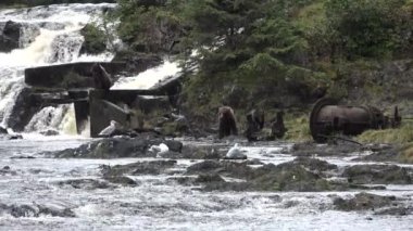 Ayılar Alaska 'da bir dağ nehrinde somon avlar..