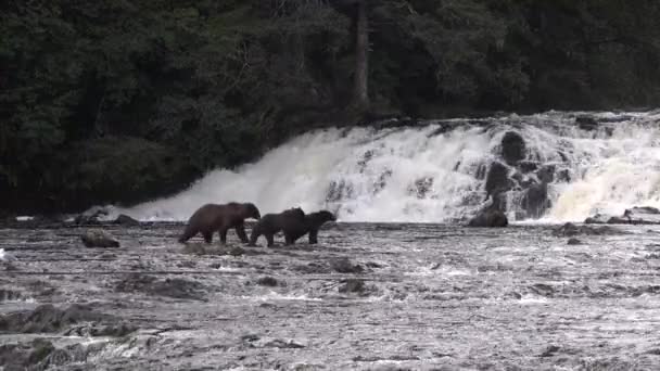Niedźwiedzie polują na łososia w górskiej rzece na Alasce. — Wideo stockowe