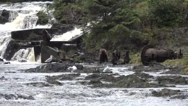 Les ours chassent le saumon dans une rivière de montagne en Alaska. — Video