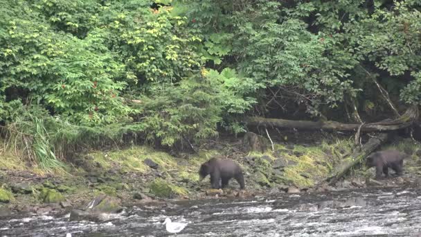 Medvědi loví lososa v horské řece na Aljašce. — Stock video