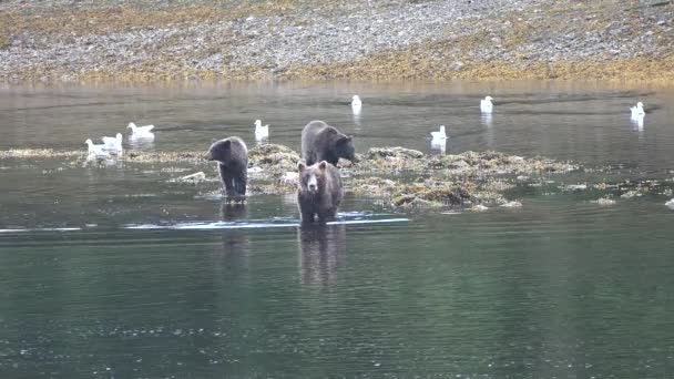 Björnar jagar lax i en fjällflod i Alaska. — Stockvideo