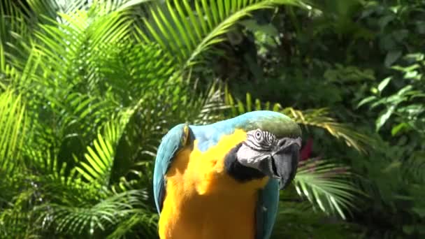 Lustiger Papagei in blauen und gelben Farben sieht sich auf Zweigen sitzend vor verschwommenen grünen Bäumen in Großaufnahme um. Konzept Wildtiere — Stockvideo