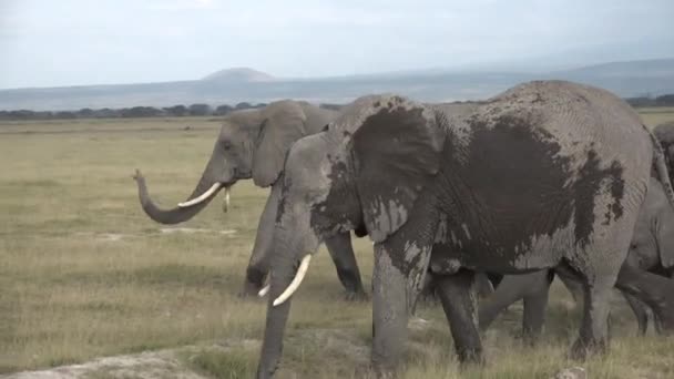 Słonie w Tanzanii. Jeep safari w Afrykańskim Parku Narodowym. — Wideo stockowe