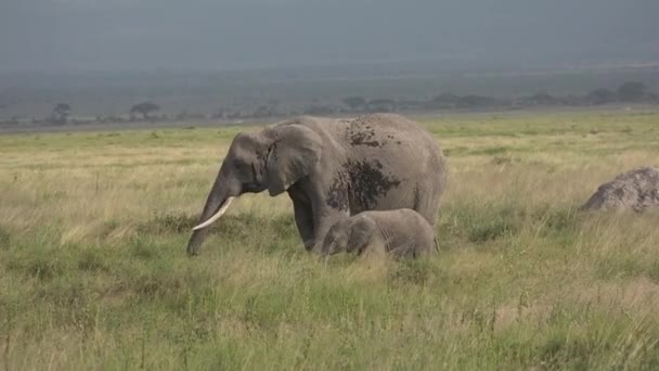 Eléphants en Tanzanie. Safari en jeep dans le Parc National Africain. — Video