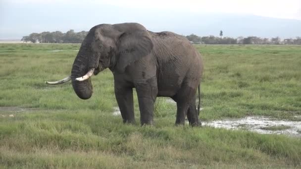 Olifanten in Tanzania. Jeep safari in het African National Park. — Stockvideo