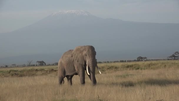 Sloni v Tanzanii. Jeep safari v Africkém národním parku. — Stock video