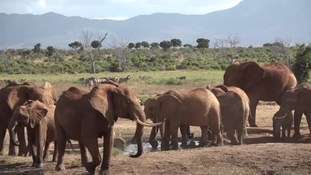 Sloni v Tanzanii. Jeep safari v Africkém národním parku. — Stock video