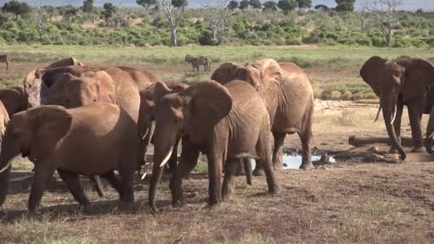 탄자니아의 코끼리. 아프리카 국립 공원에 있는 짚 사파리. — 비디오