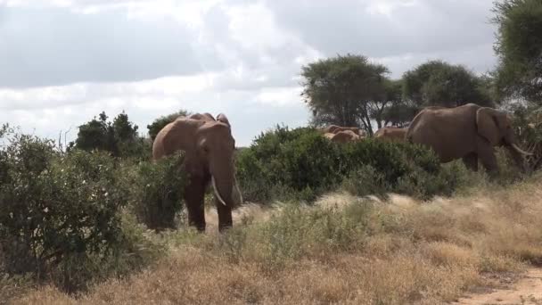 Elefanter i Tanzania. Jeepsafari i Afrikas nationalpark. — Stockvideo