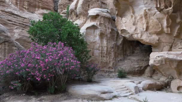 Petra, Jordan, Middle East.约旦的象征，以及约旦游客最多的旅游景点. — 图库视频影像
