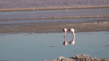 Kuşlar. Atacama Çölü 'ndeki bir dağ gölünde pembe flamingolar. Şili.