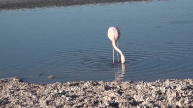 Kuşlar. Atacama Çölü 'ndeki bir dağ gölünde pembe flamingolar. Şili.