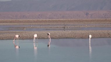 Kuşlar. Atacama Çölü 'ndeki bir dağ gölünde pembe flamingolar. Şili.
