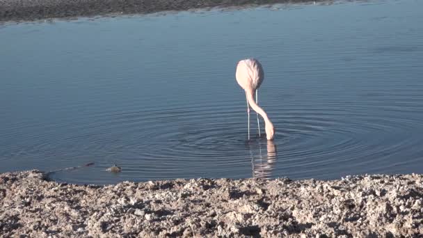 Fåglar. Rosa flamingos på en fjällsjö i Atacamaöknen. Chile. — Stockvideo