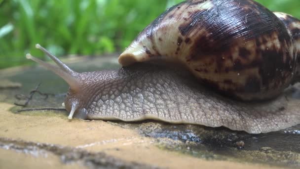 젖은 아스팔트 위를 기어오르는 달팽이. — 비디오