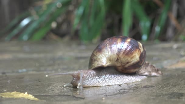 Caracol de uva rasteja no asfalto molhado. — Vídeo de Stock