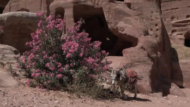 As ruínas da antiga cidade de Petra. Jordânia — Vídeo de Stock