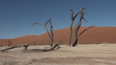 Dünyada Görülmesi Gereken Yerler. Namibya. Namib Çölü 'nün ölü ağaçları..