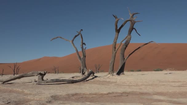 Lugares imperdíveis no mundo. Namíbia. Árvores mortas do deserto do Namib. — Vídeo de Stock